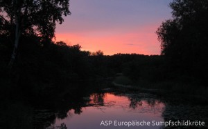 Abendstimmung in den Donau-Auen