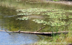 Emys beim Sonnenbad