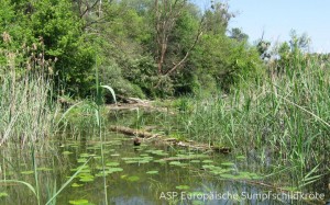 Lebensraum der Europäischen Sumpfschildkröte