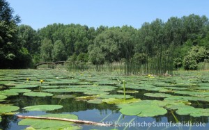 Stehender Altarm der Donau