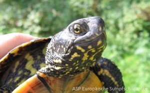 Weibchen Portrait