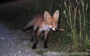 Raubfeind Fuchs