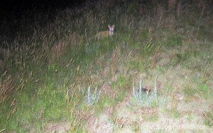 Fuchs schleicht um ein eierlegendes Weibchen