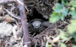 ein Schlüpfling verlässt das Nest