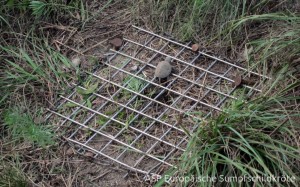 Schlüpfling verlässt das Nest