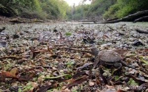 Schlüpfling unterwegs zum Wasser